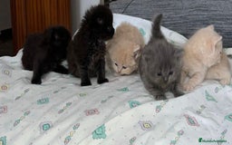Británico de Pelo Corto Azul gatos en venta: British  - Imagen 1