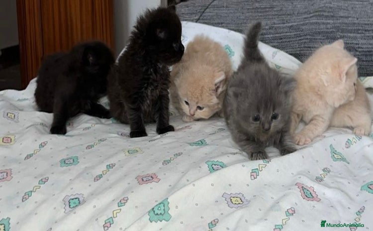 Británico de Pelo Corto Azul gatos - Anuncio 1