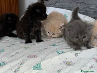 Británico de Pelo Corto Azul gatos - Anuncio 2