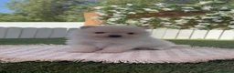 Pomerania perros en venta: POMERANIA - Anuncio 9