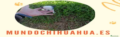 Chihuahua Cachorro 10