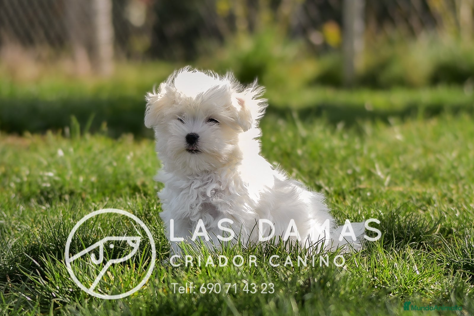 Bichón Maltés perros BICHÓN MALTÉS DISPONIBLES - Anuncio 2