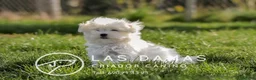 Bichón Maltés perros en venta: BICHÓN MALTÉS DISPONIBLES - Anuncio 1