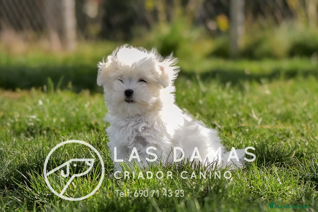 Bichón Maltés perros en venta: BICHÓN MALTÉS DISPONIBLES - Anuncio 1