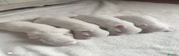 Bichón Maltés perros en venta: Bichón maltés - Anuncio 7