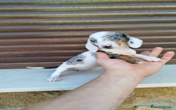 Teckel Miniatura perros en venta: Teckel mini  - Imagen 5