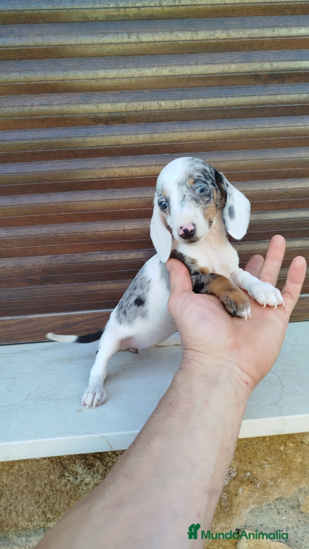 Teckel Miniatura perros en venta: Teckel mini  - Imagen 5