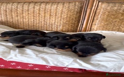 Rottweiler perros en venta: Rottweiler - Imagen 6