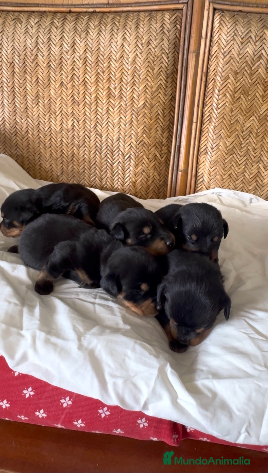 Rottweiler perros en venta: Rottweiler - Imagen 6