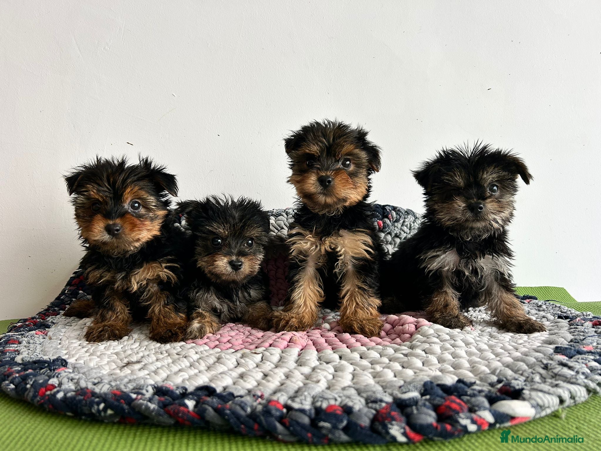 Yorkshire Terrier perros Yorkshire miniatura  - Anuncio 1