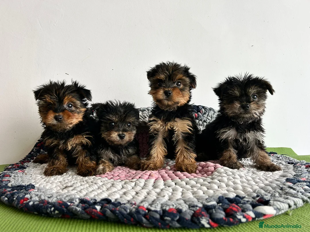 Yorkshire Terrier perros en venta: Yorkshire miniatura  - Anuncio 1