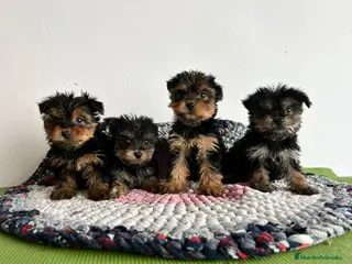 Yorkshire Terrier perros Yorkshire miniatura - Anuncio 1
