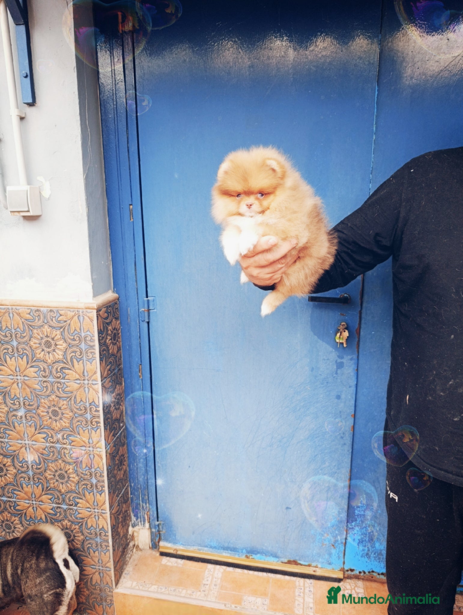 Pomerania perros Pomerania precioso 💖💕 ositos  - Anuncio 1