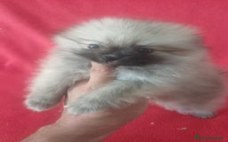 Pomerania perros en venta: Pomerania Mini Sable  - Imagen 1