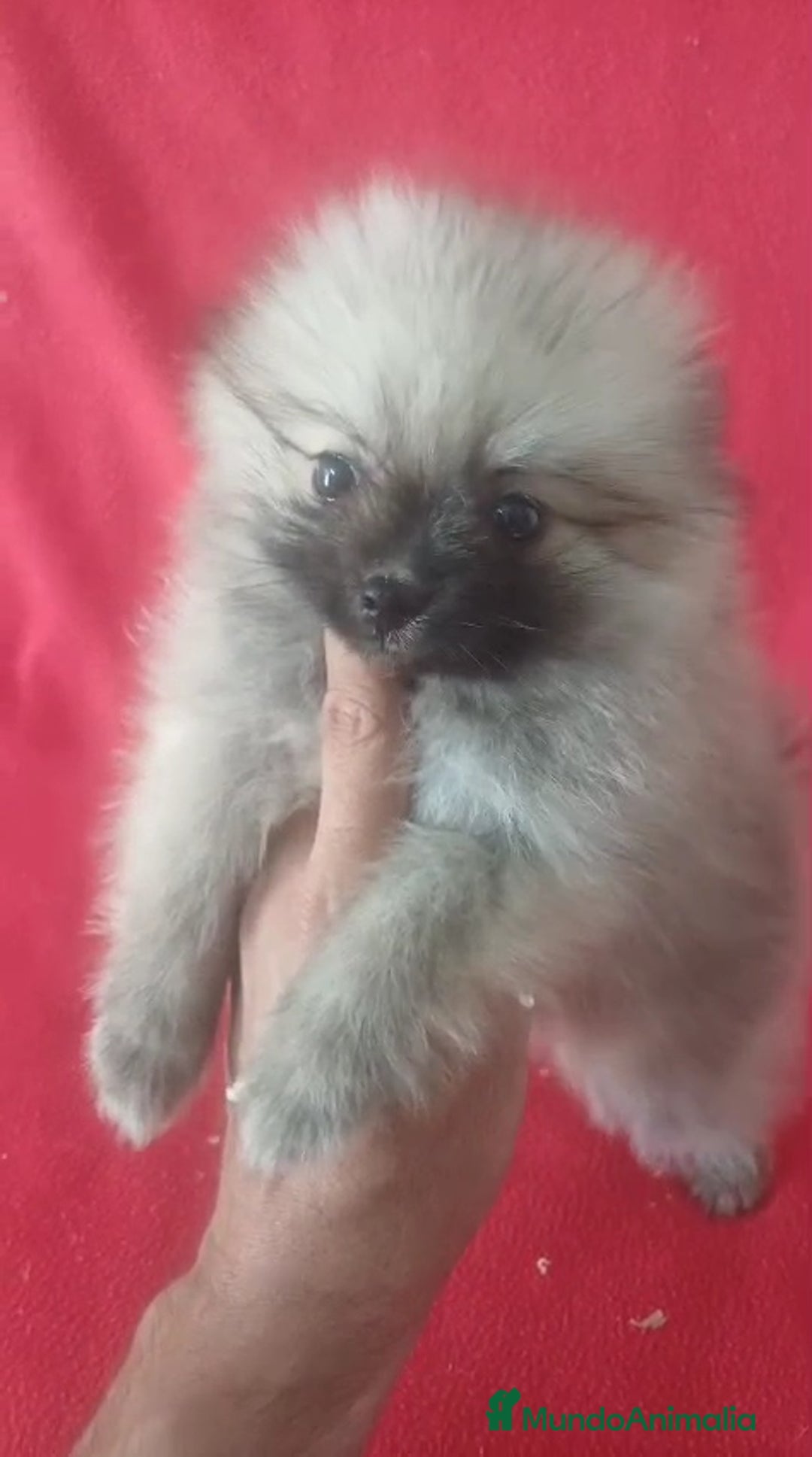 Pomerania perros en venta: Pomerania Mini Sable  - Imagen 1