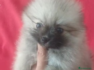 Pomerania perros - Anuncio 5