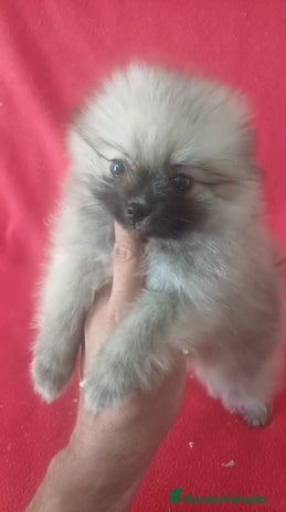 Pomerania perros - Anuncio 6