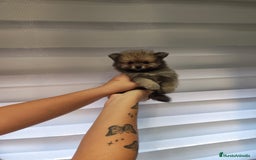 Pomerania perros en venta: Pomerania toy 💥💥2 machos 💥💥 - Imagen 1