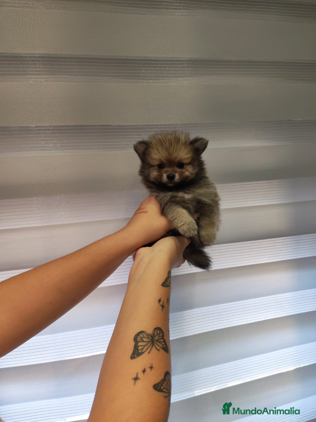 Pomerania perros en venta: Pomerania toy 💥💥2 machos 💥💥 - Imagen 1