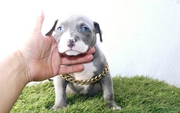 American Pit Bull Terrier perros en venta: American pitbull terrier criado todo en casa - Imagen 8