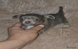 Chihuahua perros en venta: Chihuahua lilac ruso pelo largo  - Imagen 3