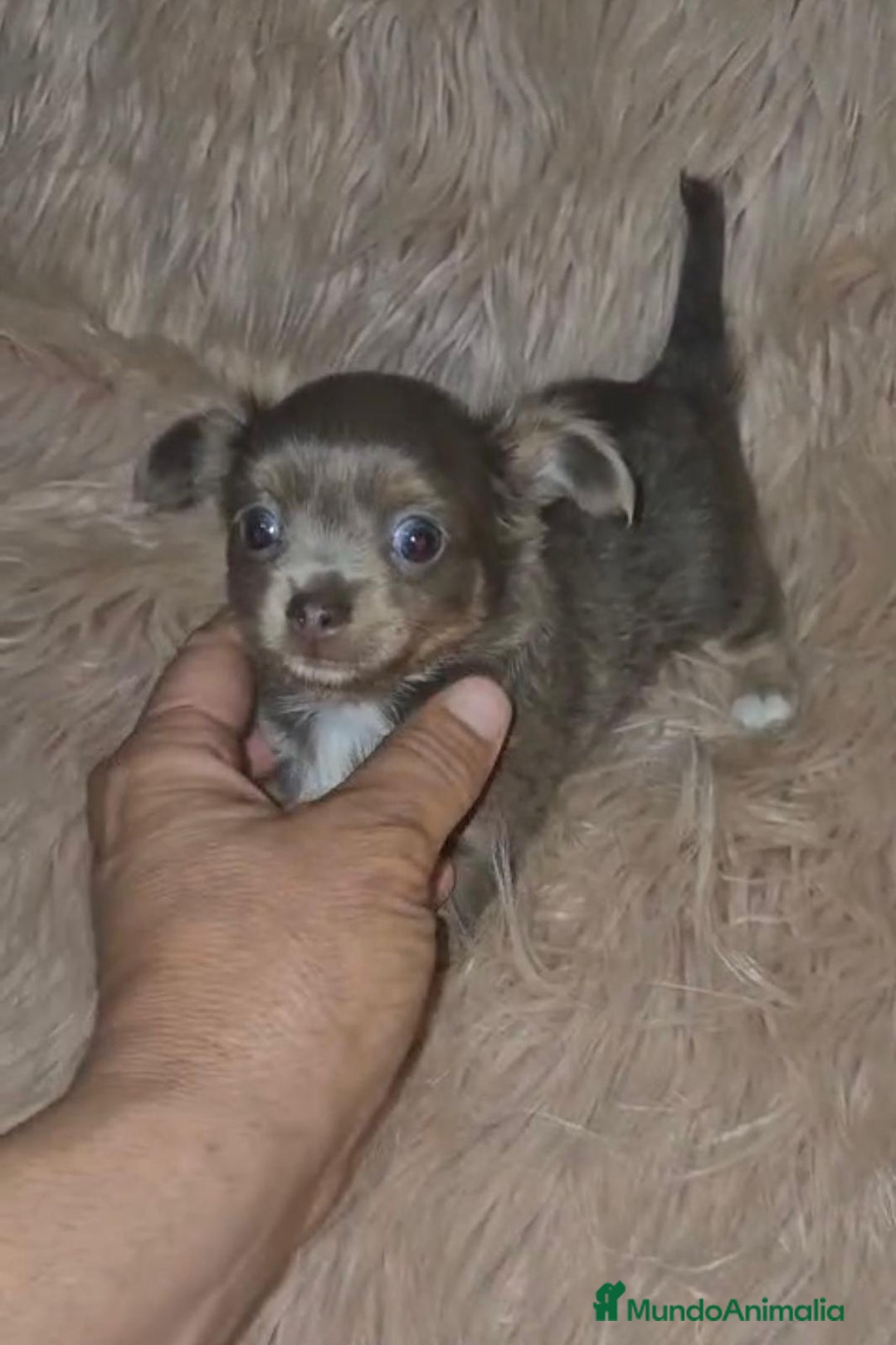 Chihuahua perros en venta: Chihuahua lilac ruso pelo largo  - Imagen 3
