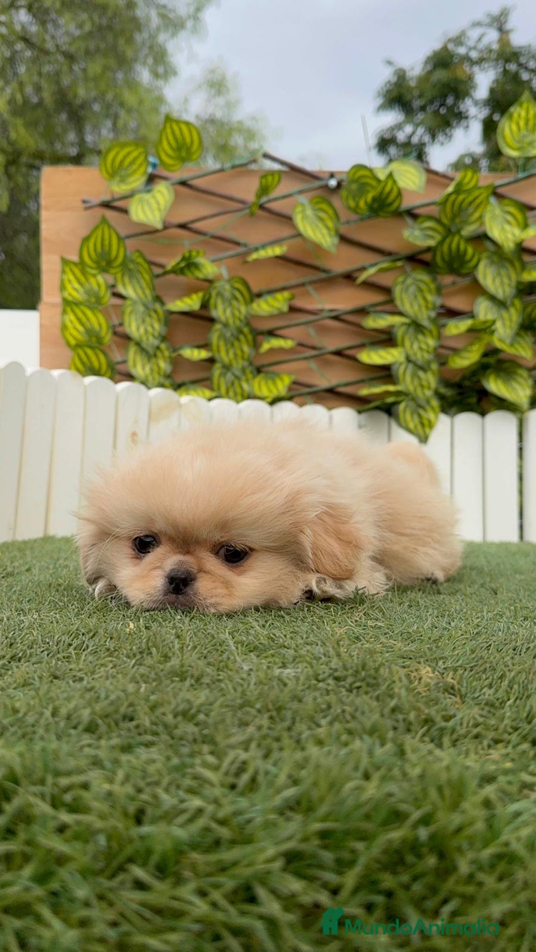 Pekinés perros en venta: PEKINES HEMBRA - Imagen 13