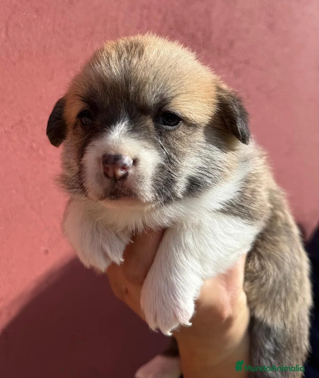 Welsh Corgi Pembroke perros en venta: corgis  pembroke Valencia Barcelona pedigree - Anuncio 6