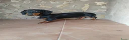 Teckel Miniatura perros en venta: Macho teckel negro y fuego  - Anuncio 5