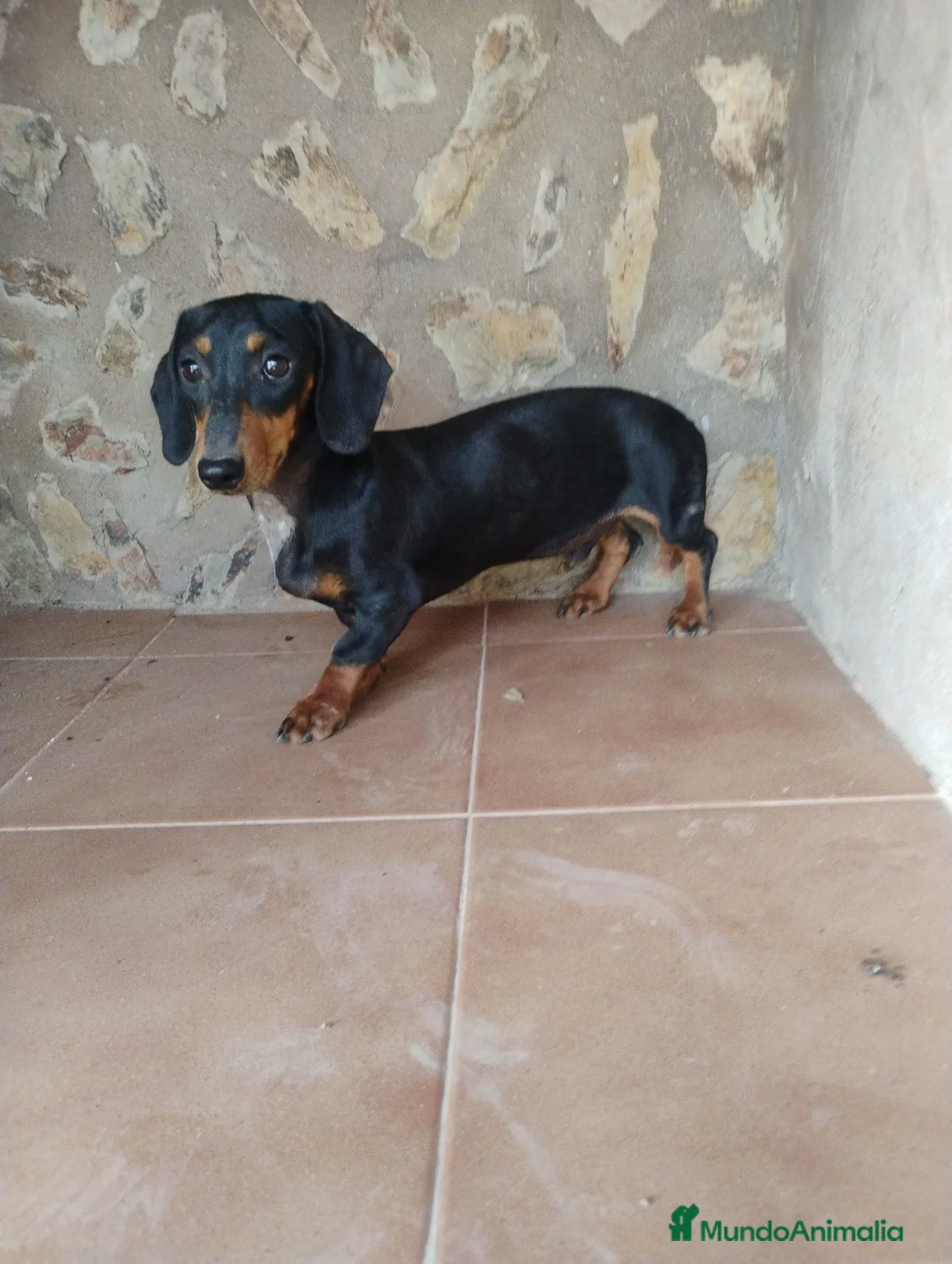 Teckel Miniatura perros en venta: Macho teckel negro y fuego  - Anuncio 5