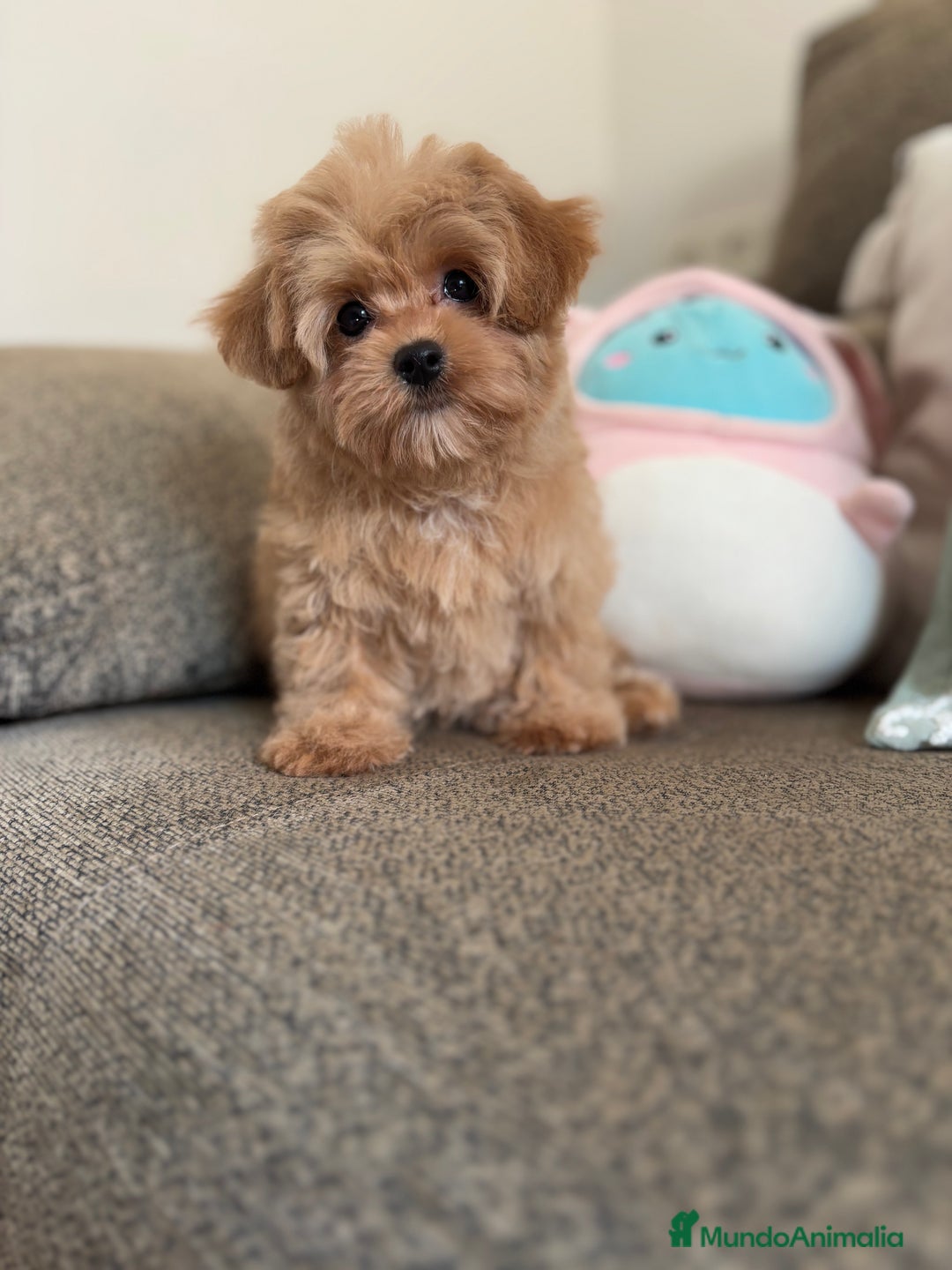 Maltipoo perros en venta: Maltipoo toy Hwmbra  - Anuncio 2