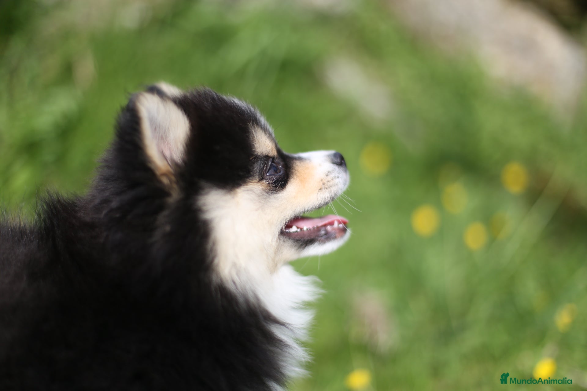 Pomsky perros Pomsky toy F3 - Anuncio 9