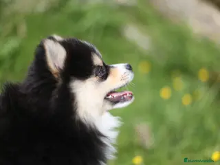 Pomsky perros Pomsky toy F3 - Anuncio 9