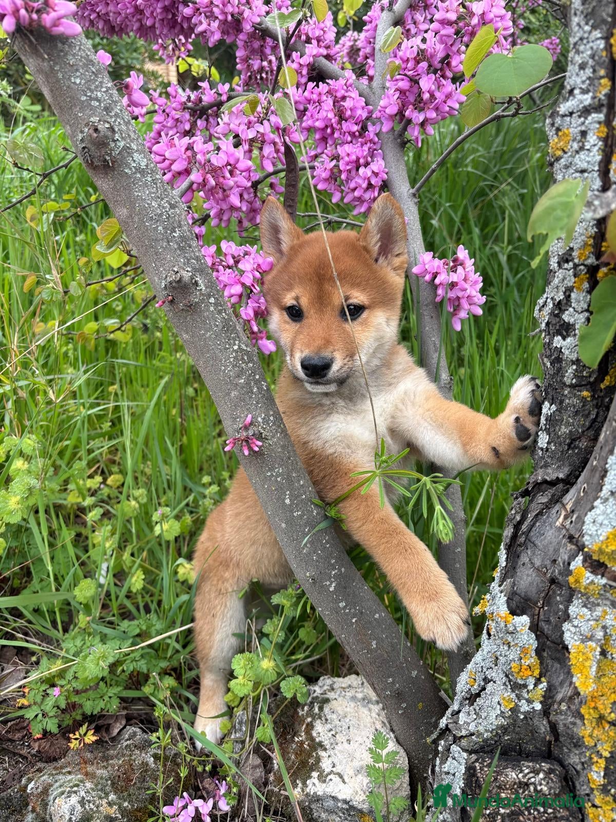 Shiba Inu perros Shiba Inu listos para entregar!! - Anuncio 1