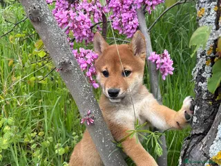 Shiba Inu perros Shiba Inu listos para entregar!! - Anuncio 1