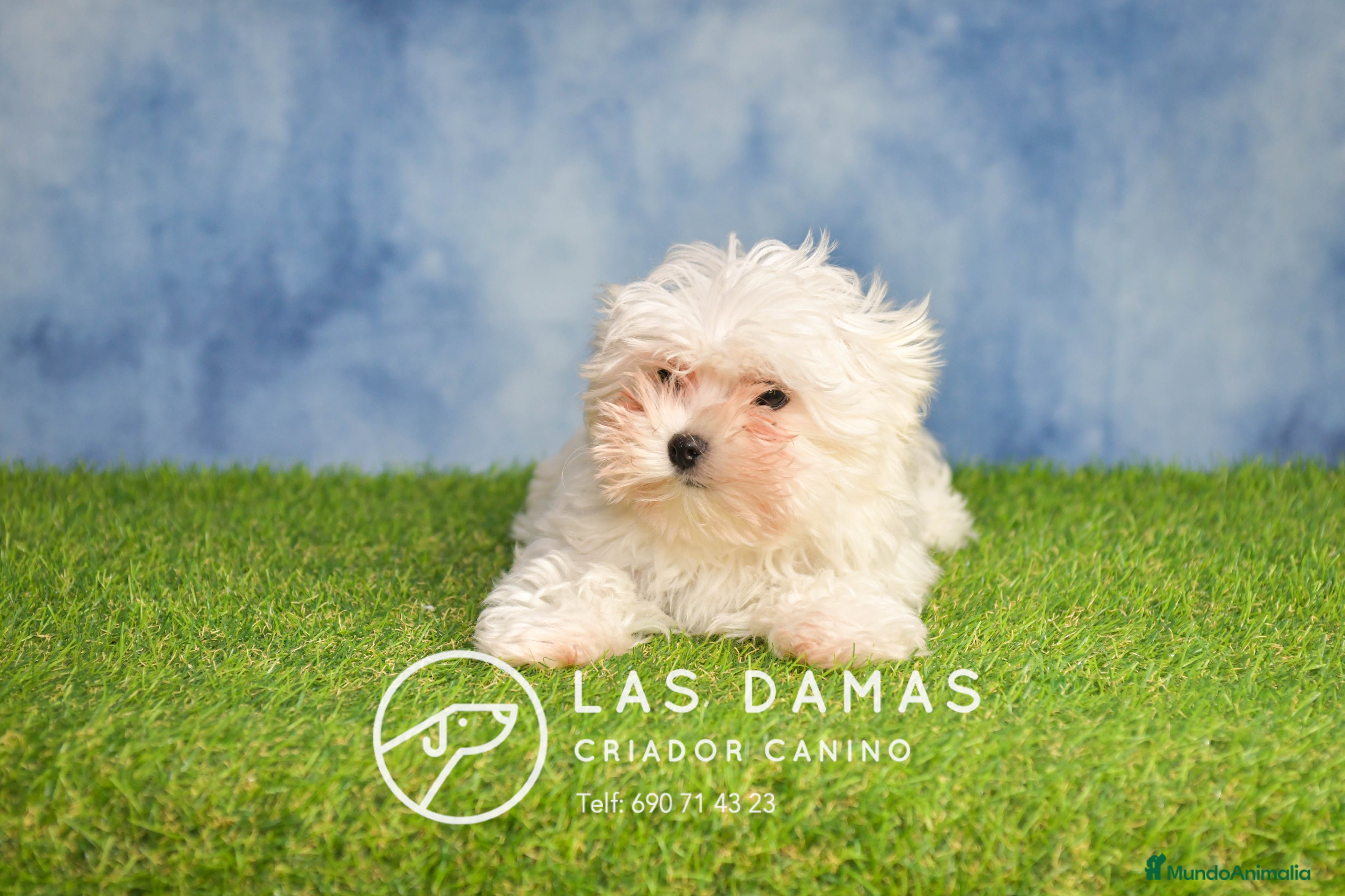 Bichón Maltés perros BICHÓN MALTÉS DISPONIBLE - Anuncio 20