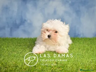 Bichón Maltés perros BICHÓN MALTÉS DISPONIBLE - Anuncio 20