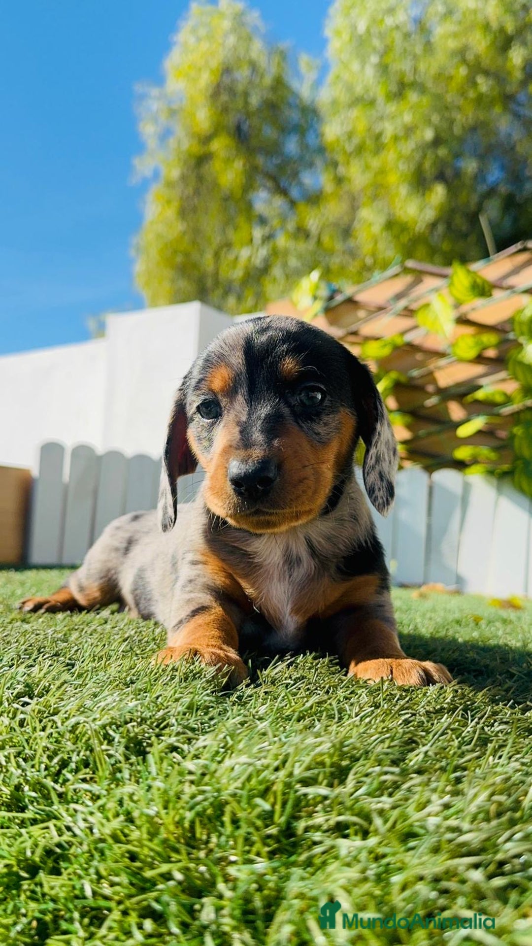 Teckel Miniatura perros en venta: TECKEL MINIATURA HEMBRA  - Anuncio 7