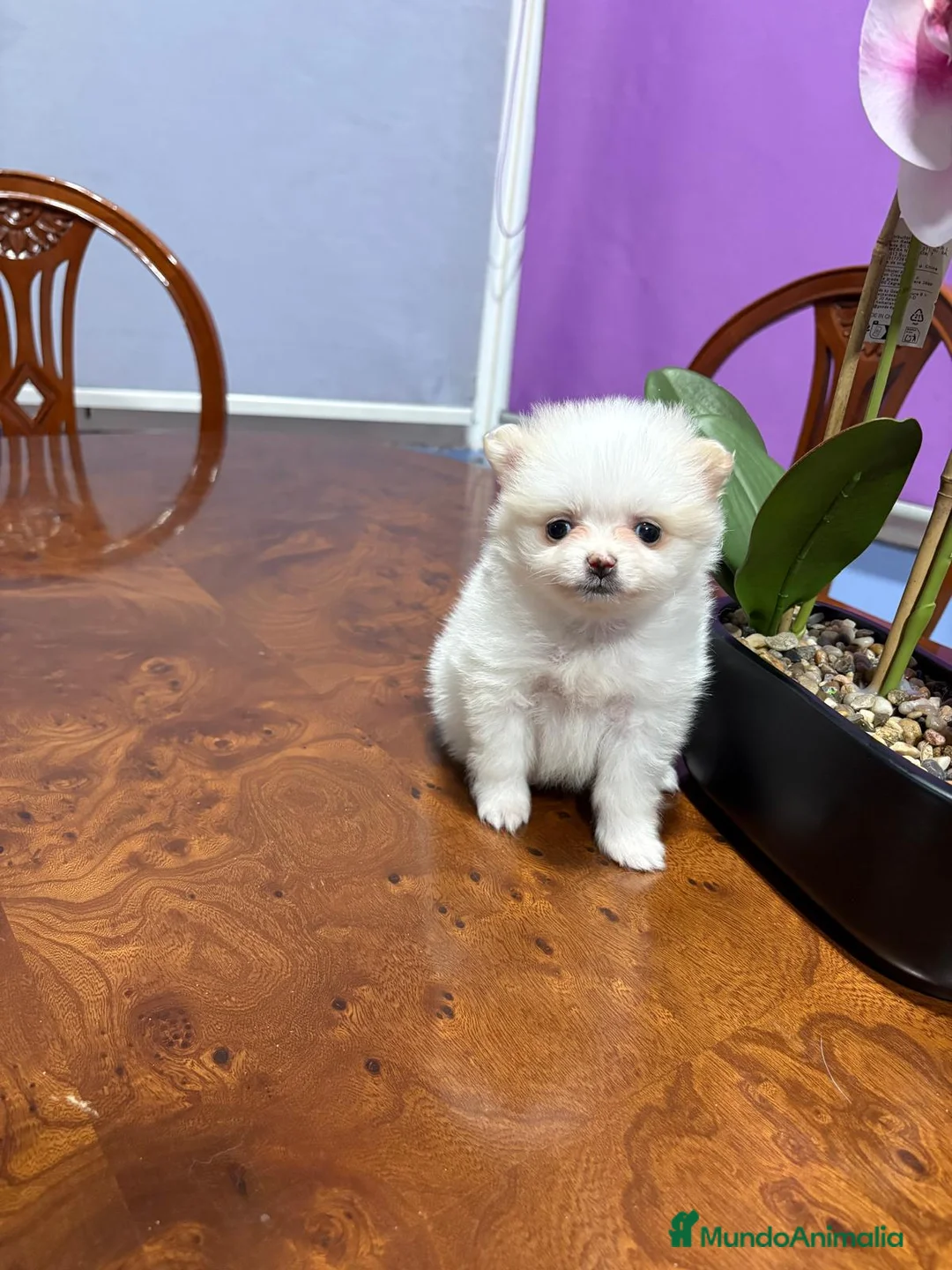 Pomerania perros en venta: Lulu de Pomerania mini toy hembra blanca naranja - Anuncio 7