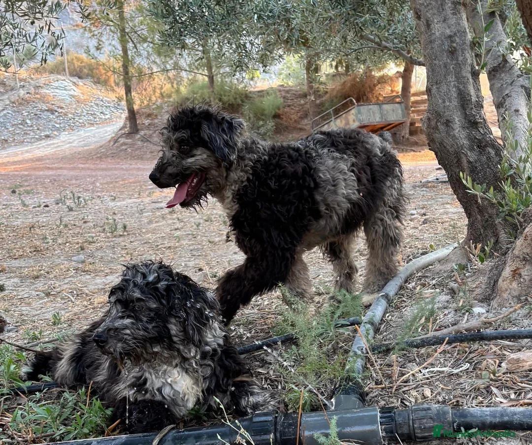 Perro de Agua Español perros en venta: PERRO DE AGUA ESPAÑOL - Anuncio 2