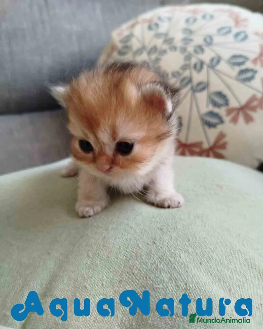 Británico de Pelo Largo gatos en venta: British Longhair Hembra AQUANATURA - Anuncio 1