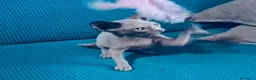 Sphynx gatos en venta: Sphynx  - Anuncio 4