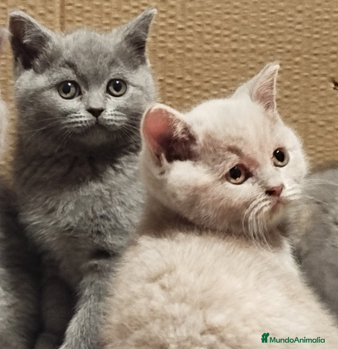 Británico de Pelo Corto gatos en venta: British Shorthair  - Anuncio 1