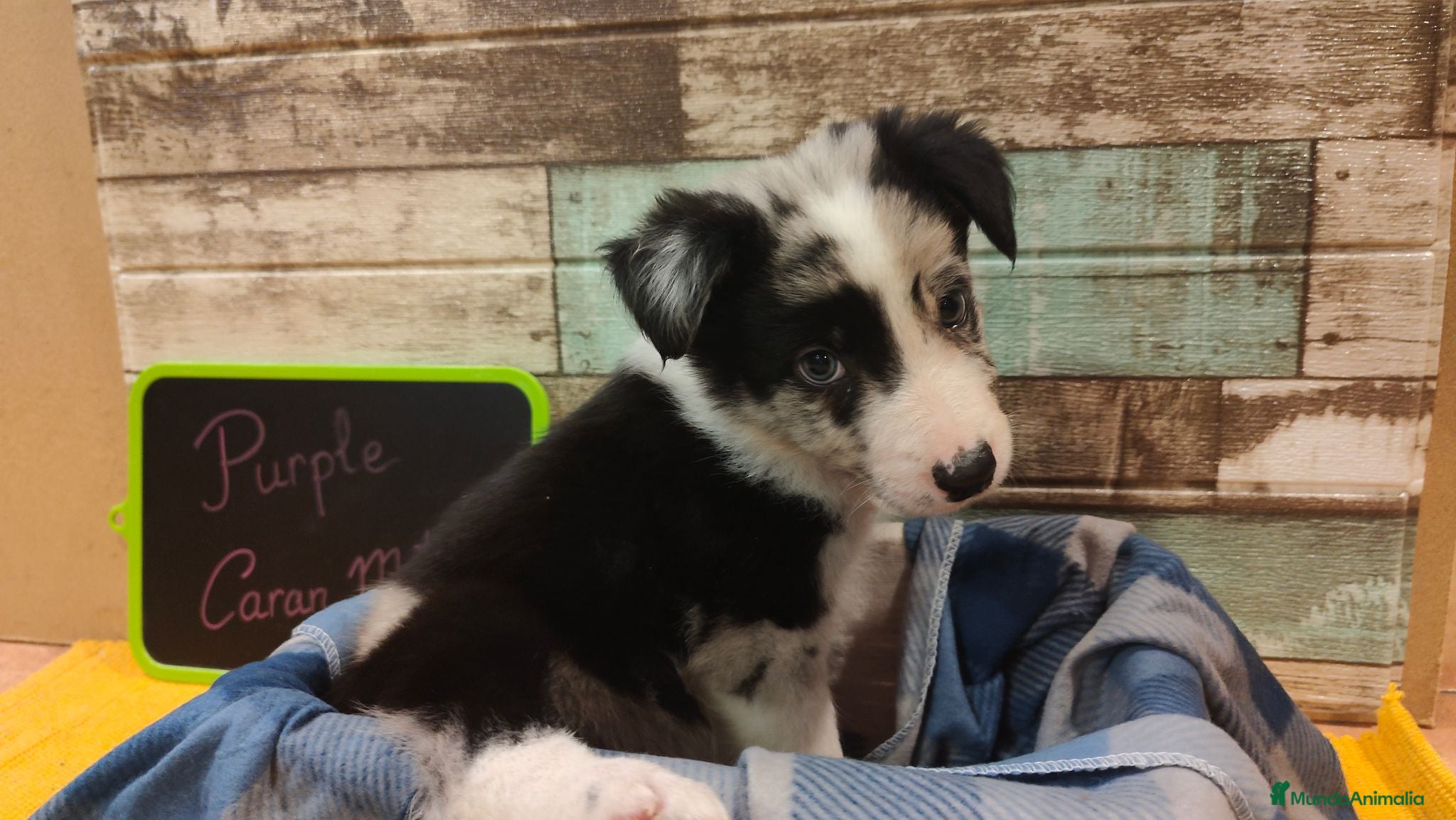 Border Collie perros Border Collie disponibles - entrega septiembre - Anuncio 12