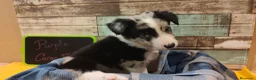 Border Collie perros en venta: Border Collie disponibles - entrega septiembre - Anuncio 1