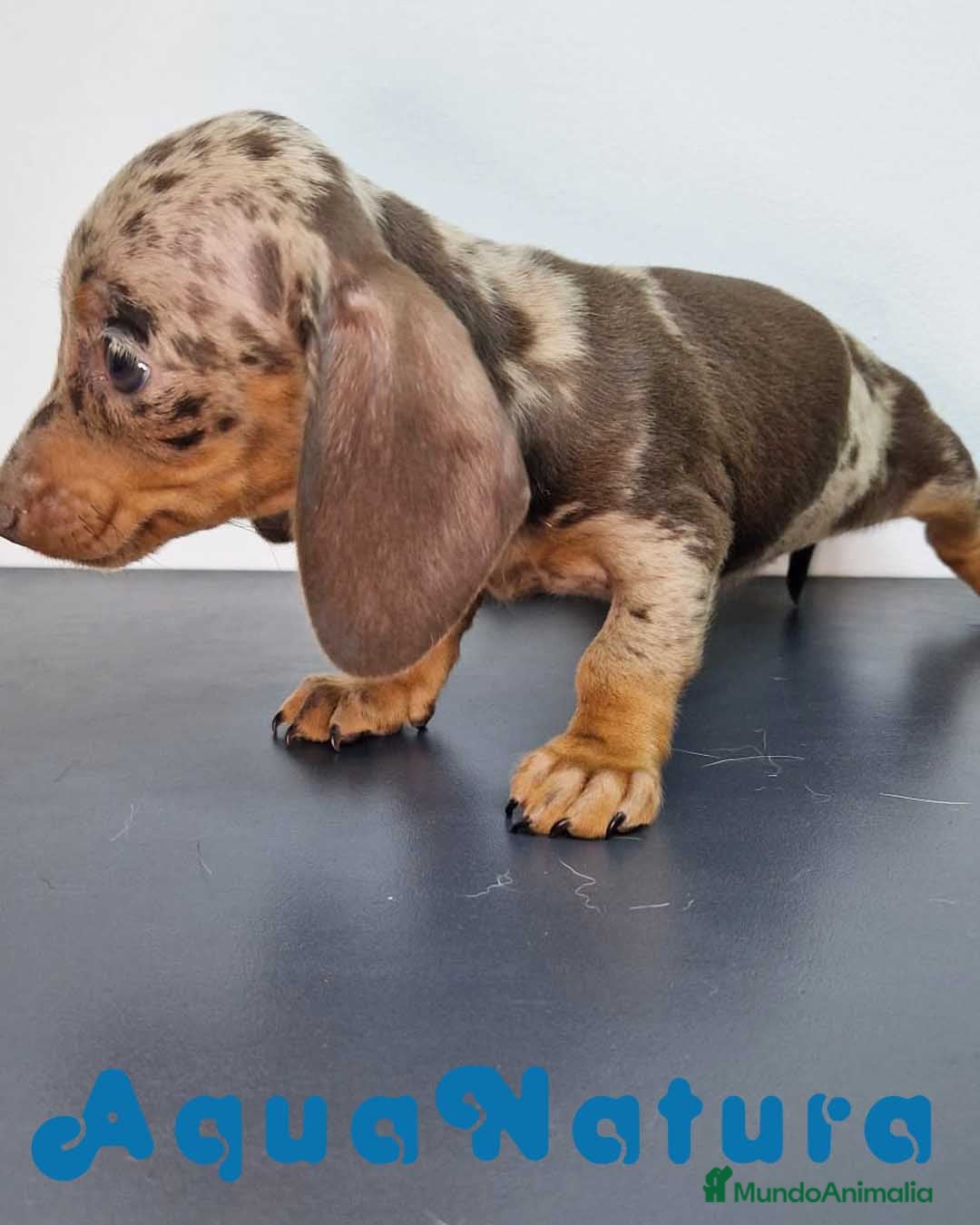 Teckel Miniatura perros Teckel Hembra 9069 - AQUANATURA en Barcelona - Anuncio 21