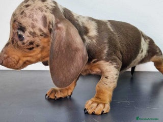 Teckel Miniatura perros en Barcelona - Anuncio 23