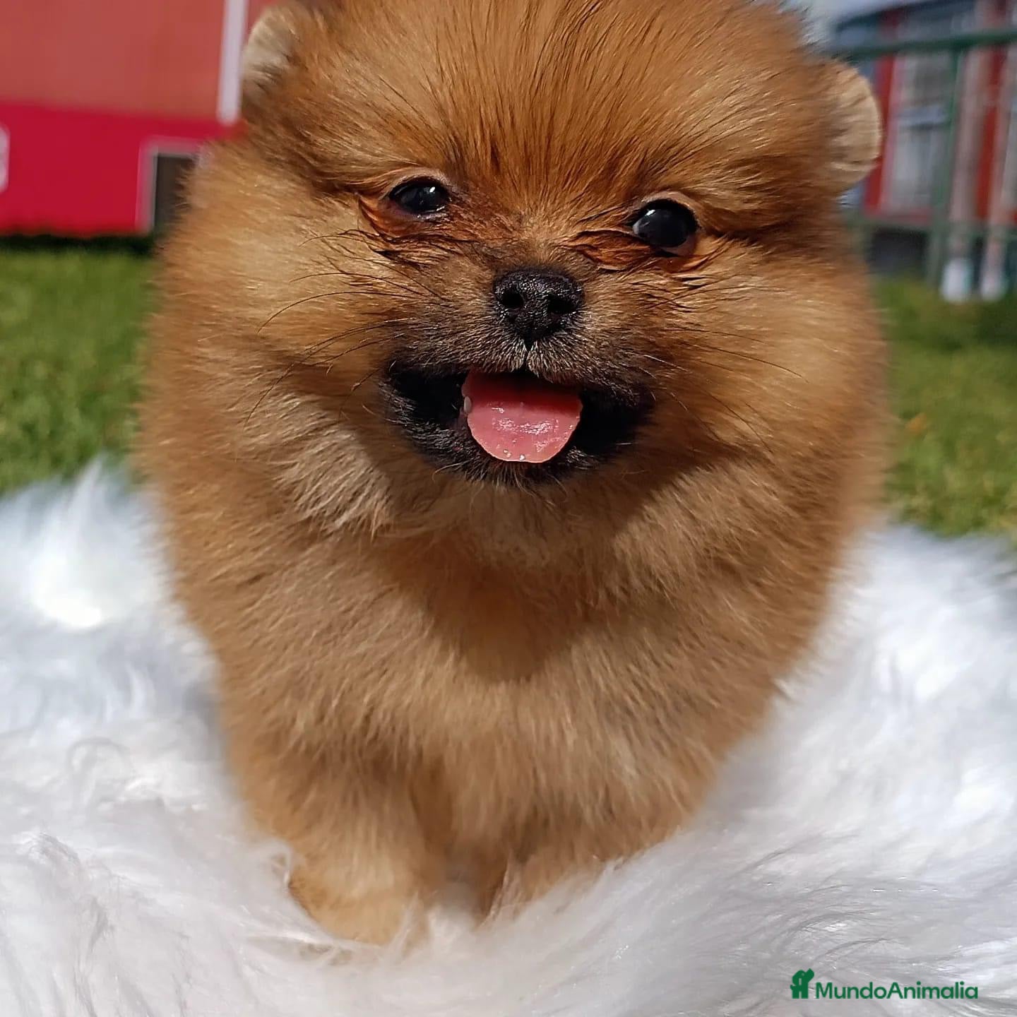 Pomerania perros en venta: POMERANIA ENVIO GRATIS  - Anuncio 3