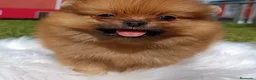 Pomerania perros en venta: POMERANIA ENVIO GRATIS  - Anuncio 1