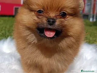 Pomerania perros en venta: POMERANIA ENVIO GRATIS - Anuncio 3